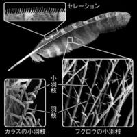 ミクロ探偵団